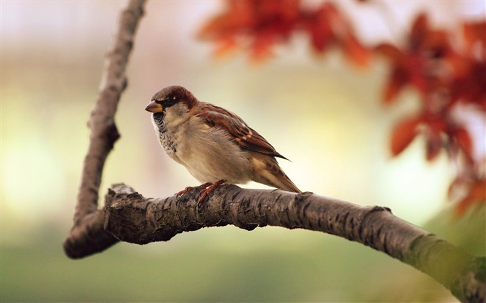 moineau-Monde animal photographie fond d'écran Vues:8464