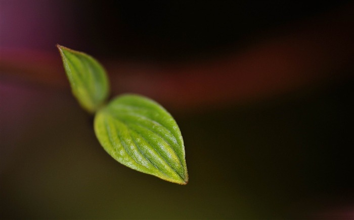 小枝關閉 - 植物攝影寬屏壁紙 查看次數:7147