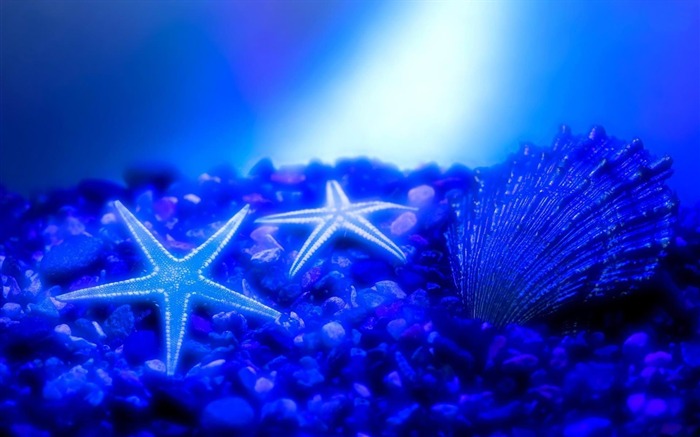 estrela do mar-Papéis de parede de fotografia animal mundial Visualizações:8466