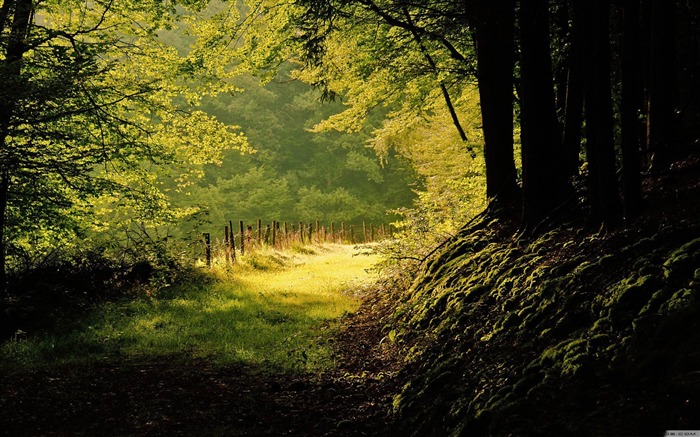 summer day in the forest-Nature Landscape wallpaper Views:15099 Date:2013/4/21 0:45:18