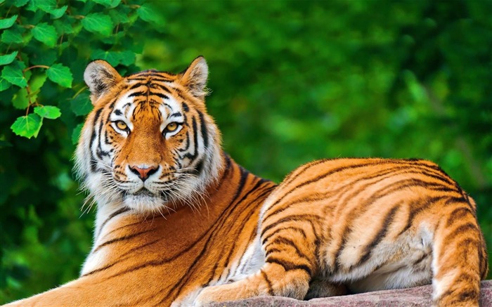 Papéis de parede de tigre-Animal World Photography Visualizações:10912