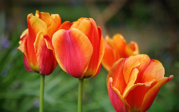 Printemps naturellement belles fleurs HD Fond d'écran Vues:40038