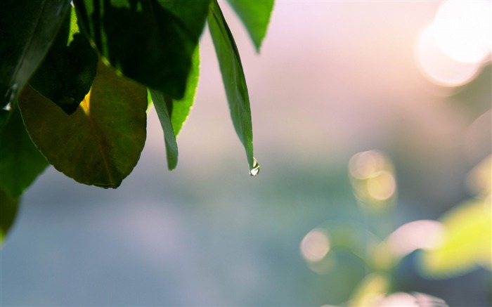 wet leaves spring-Nature Landscape wallpaper Views:10109 Date:2013/4/21 0:42:59