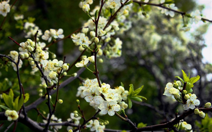 白桜の春の花-自然風景壁紙 ブラウズ:9842