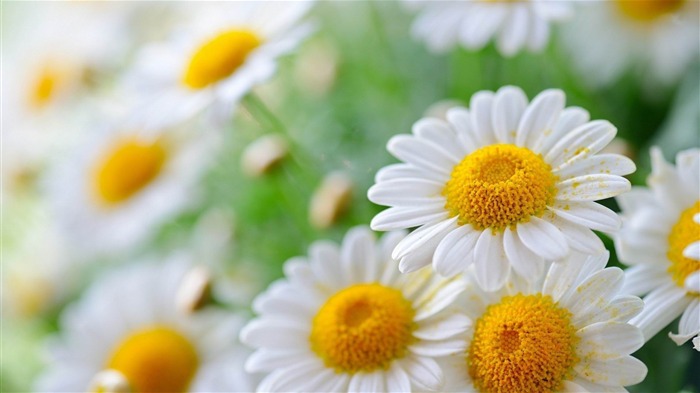 white daisies-Plant Desktop Wallpaper Views:13184 Date:2013/4/27 0:07:27