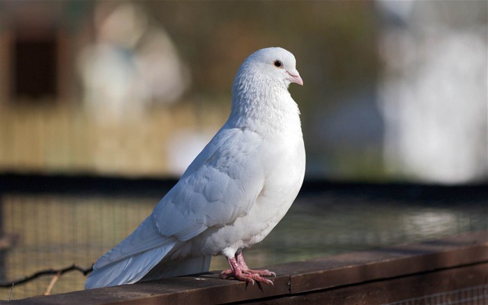 fondos de pantalla de fotografía de mundo de paloma-Animal blanco Vistas:10513