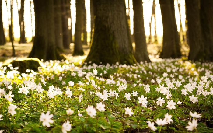 white forest flowers-Nature Landscape wallpaper Views:14937 Date:2013/4/21 0:41:39