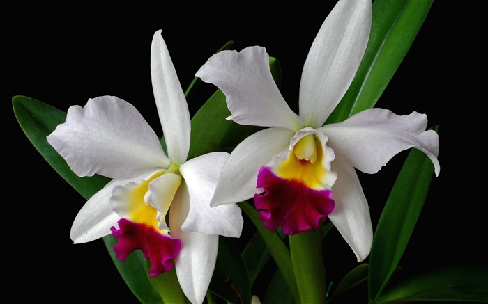 orchidée branche fleur exotique-Belles fleurs HD fonds d'écran Vues:14352