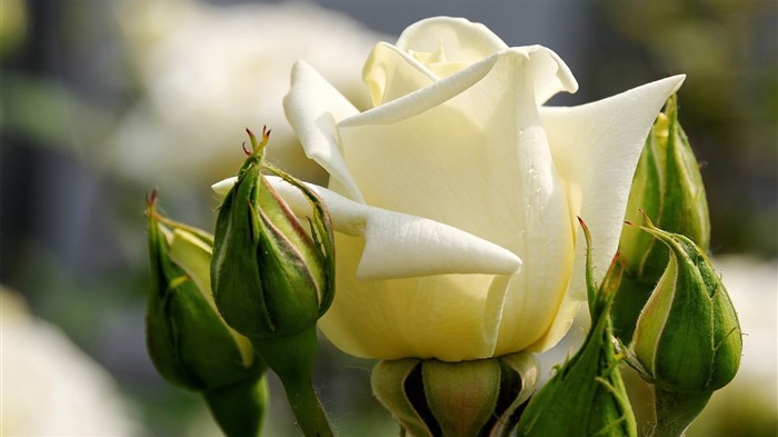 white rose-Plant Desktop Wallpaper Views:11400 Date:2013/4/27 0:08:24