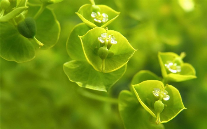 wood spurge-Plant Fondos de Escritorio Vistas:9888