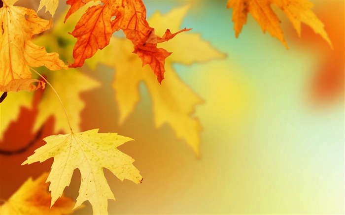 yellow autumn leaves-Nature Landscape wallpaper Views:13970 Date:2013/4/21 0:40:50