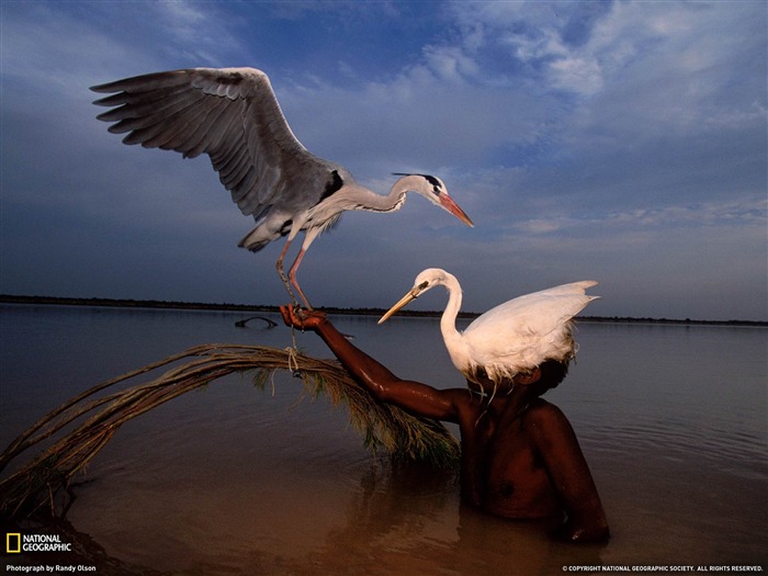 Fondo de pantalla de Bird Hunter Pakistán-National Geographic Vistas:9175