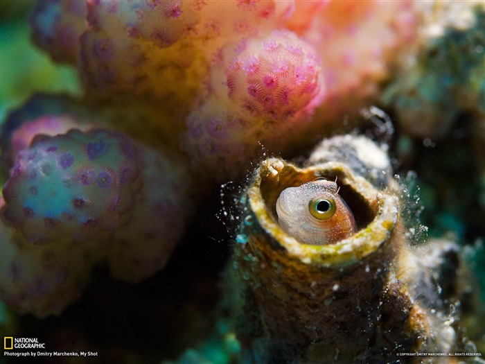 Blenny Red Sea-National Geographic fondo de pantalla Vistas:9058