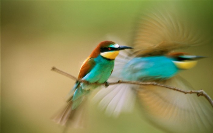 ブルーカワセミ-動物の世界写真壁紙 ブラウズ:9263