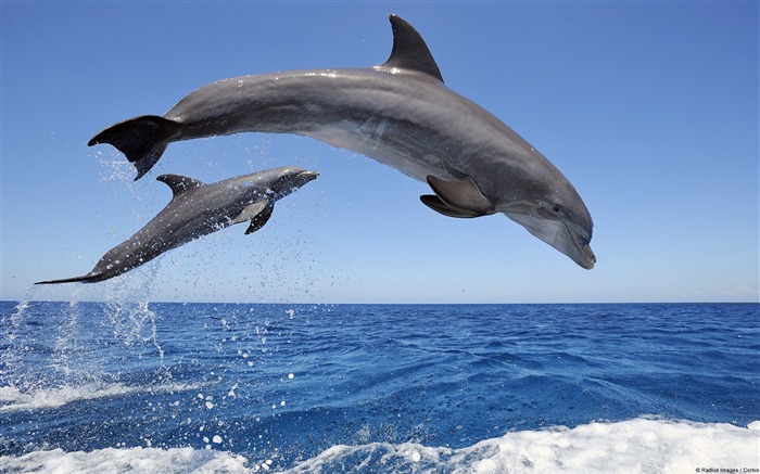 Delfines nariz de botella comunes-Animal World Photography fondo de pantalla Vistas:9827