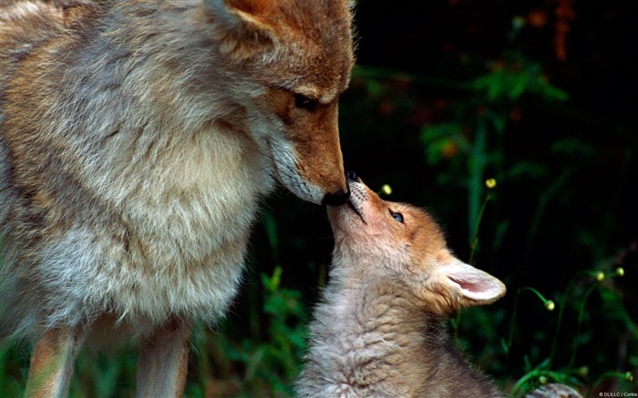 Coyote-Animal World Photography fondo de pantalla Vistas:11026