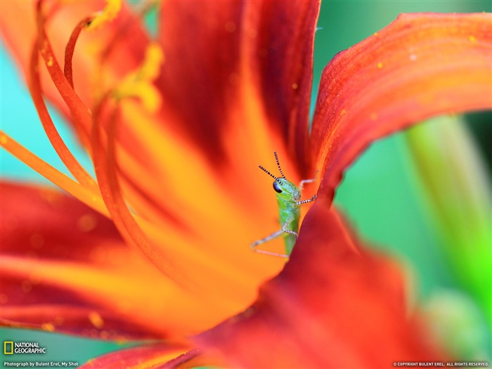 Grasshopper Georgia-National Geographic wallpaper Views:9106 Date:2013/5/17 23:05:20