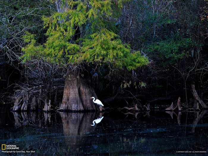 Great Egret Florida-National Geographic fondo de pantalla Vistas:9514