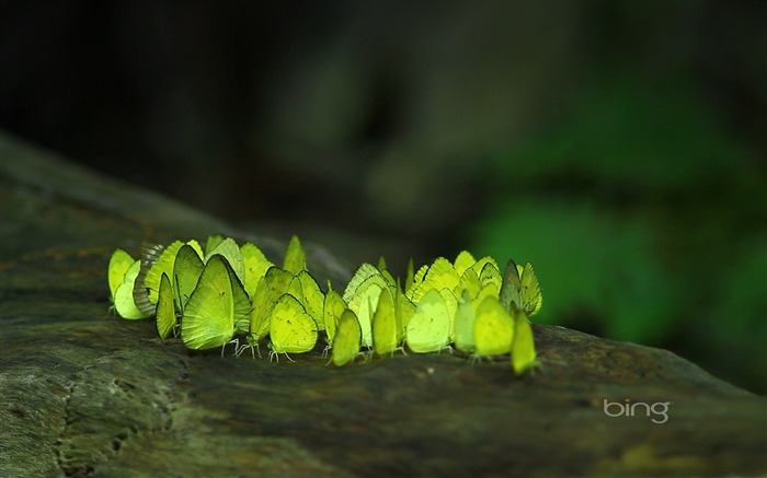 Green butterfly-May 2013 Bing wallpaper Visualizações:8580