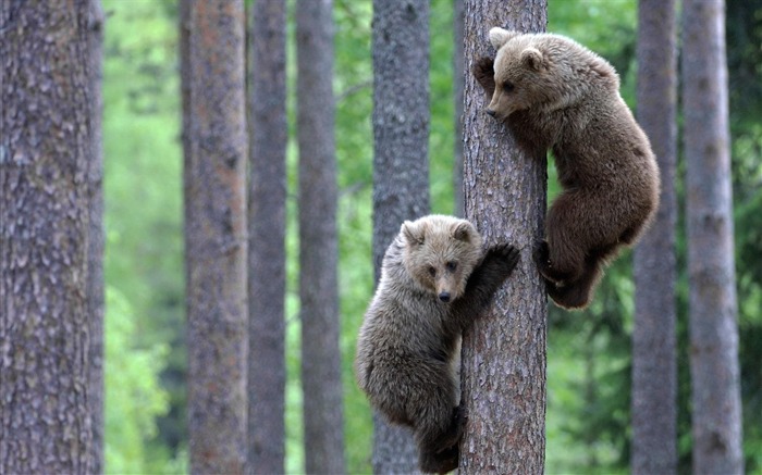 マスター熊は木に登って-動物の世界写真壁紙 ブラウズ:11889