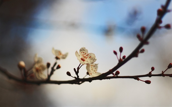 Peach bloom-Ubuntu13 system wallpaper Views:7122 Date:2013/5/9 23:48:55