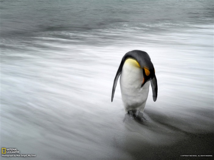 Penguin South Georgia Island-National Geographic fondo de pantalla Vistas:8632