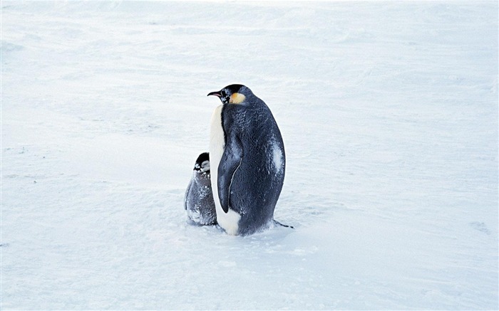 企鵝在雪地 - 動物世界攝影壁紙 查看次數:8190