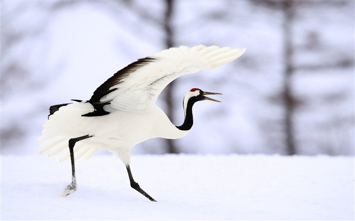 雪の中のタンチョウ-動物の世界写真壁紙 ブラウズ:12463