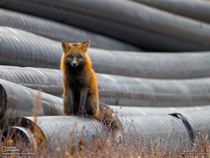 Red Fox Canada-National Geographic fondo de pantalla Vistas:9145