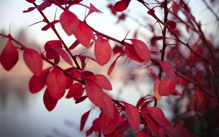 Red leaves-Ubuntu 13 system Papel tapiz con pantalla ancha Vistas:8226