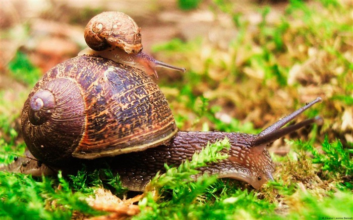 Snail Tour-Animal World Photography fondo de pantalla Vistas:6691