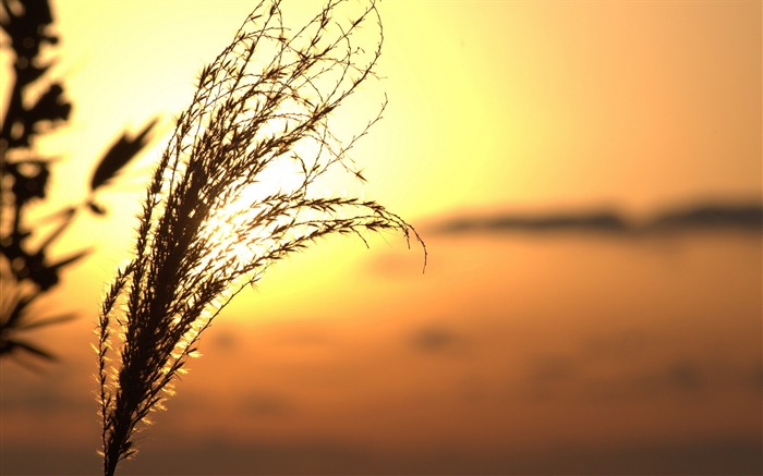 Sunset Horsetail-Ubuntu13 system wallpaper Views:8068 Date:2013/5/9 23:39:58