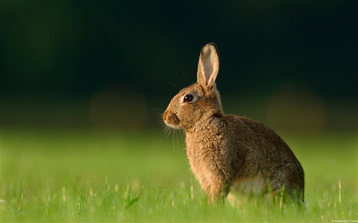 El fondo de pantalla de Brown bunny-Animal World Photography Vistas:8251