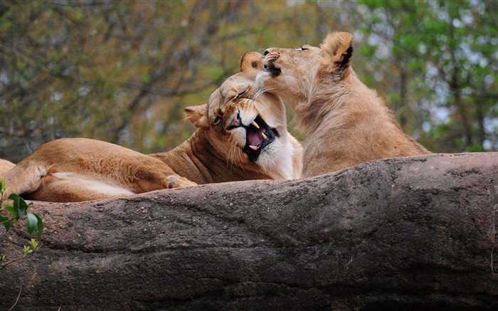 ライオン-動物の世界写真壁紙 ブラウズ:8995