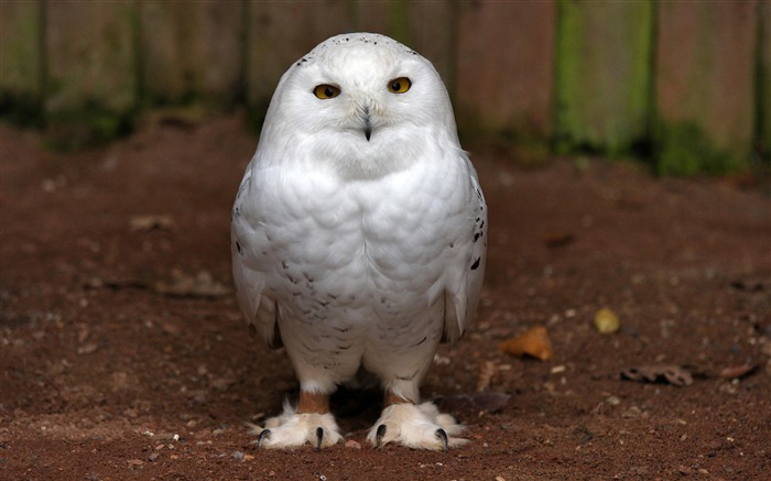 白鳥 - 動物世界攝影壁紙 查看次數:8751