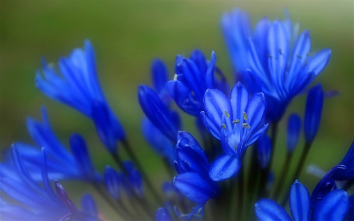 flores azuis macro-flores foto papel de parede de mesa Visualizações:9126