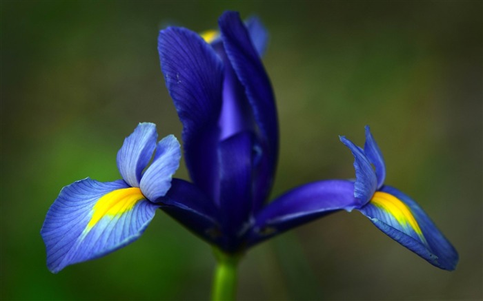 íris azul flor-flores foto papel de parede de mesa Visualizações:9791