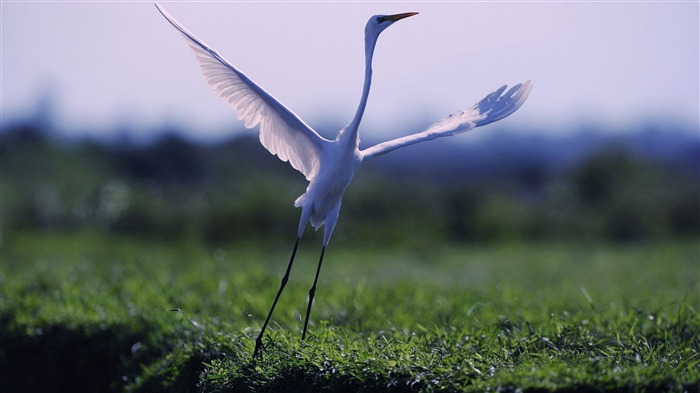 fotografía de egret-Animal World Photography Vistas:7328