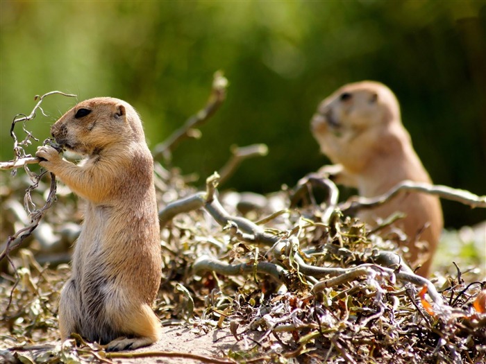 Gophers-Animal World Photography fondo de pantalla Vistas:9274