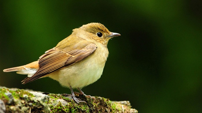 narcissus flycatcher-Animal World Photography fondo de pantalla Vistas:8304