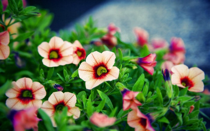 nice flower bokeh-High quality HD Wallpaper Views:10396 Date:2013/5/11 23:53:57