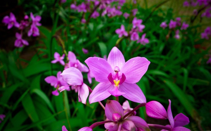 Flores de orquídeas rosa-Flores Papéis de Parede de fotos Visualizações:9198