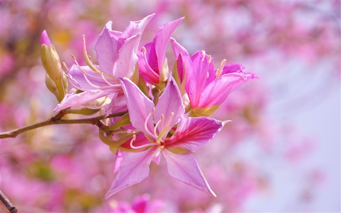 Pink theaeon-Flowers Photo Desktop Wallpaper Visualizações:7290