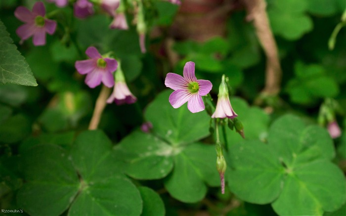 紫色的野花 - 花照片桌面壁紙 查看次數:6142