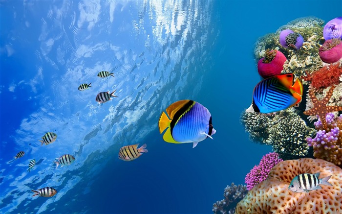 underwater coral scene-May HD quality wallpaper Views:25175 Date:2013/5/27 21:58:54