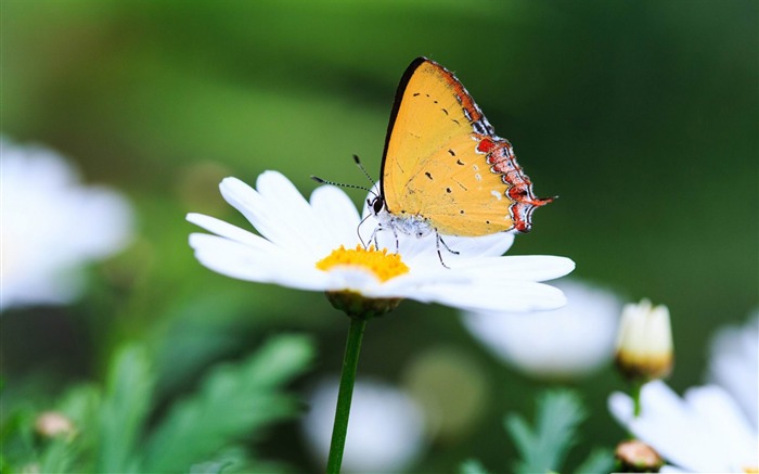 borboleta de flor branca - papel de parede de fotos de flores Visualizações:9890