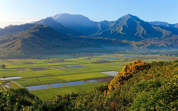 Alpine verte-Hawaiian Islands paysage Fond d'écran Vues:10538