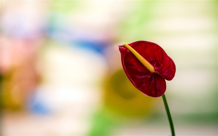 Anthurium-Summer beautiful flowers wallpaper Views:8579 Date:2013/6/2 11:25:28