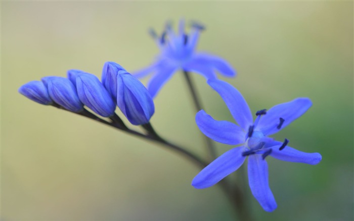 Blue Bell Flower-Summer beautiful flowers wallpaper Views:11075 Date:2013/6/2 11:15:32