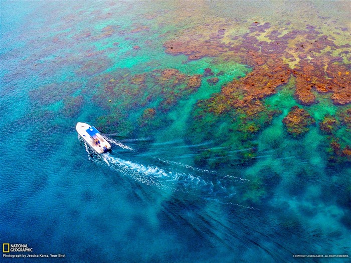 Coral Reef Honduras-National Geographic fond d'écran Vues:10289